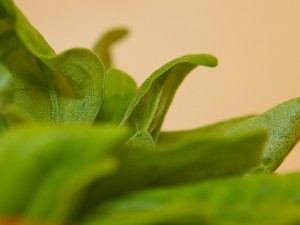 espinafre